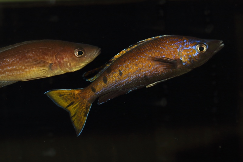 Cyprichromis microlepidotus 'Kiriza'